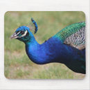 Search for peafowl mousepads Peacock