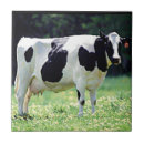 Search for dairy tiles Cow
