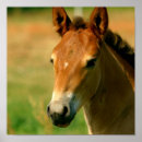 Search for filly Foal