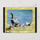 Search for geese postcards Birds