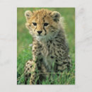 Search for cheetahs postcards Wild animals