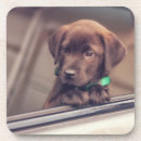 Search for labrador coasters Animal