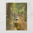 Search for whitetail deer postcards Antlers