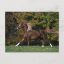 Search for grassy postcards Equestrian