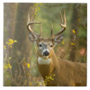 Search for buck tiles Wildlife