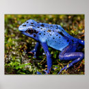 Search for poison dart frog posters Animal