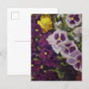 Search for pansy flower postcards Colourful