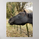 Search for black horse posters Equine