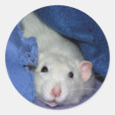 Search for white rat stickers Pet