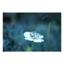 Search for grass flower posters White