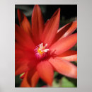 Search for christmas cactus posters Plant