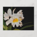 Search for wild orchid postcards Floral