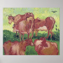 Search for vache Cattle