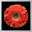 Search for orange gerbera posters Bouquet