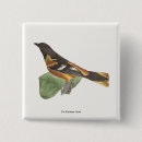 Search for oriole Illustration