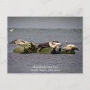 Search for seals postcards Water
