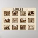 Search for mule Photography