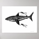 Search for megalodon art Shark