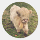 Search for cattle stickers Calf