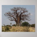 Search for baobab trees posters Nature