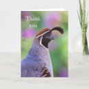 Search for desert bird cards Nature