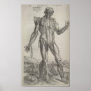 Search for skeleton anatomy posters Human body