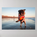 Search for large dog posters Animal