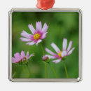 Search for cosmos christmas tree decorations Flower