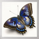 Search for clippers art Butterflies