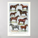 Search for horse breeds posters Pony