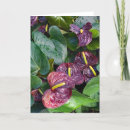 Search for anthuriums cards Tropical