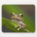 Search for tree frog mousepads Puerto rico