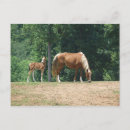 Search for colt postcards Foal
