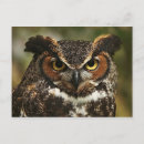 Search for horns postcards Wildlife