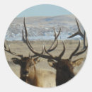 Search for bull elk stickers Wapiti