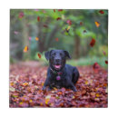 Search for labrador tiles Pet