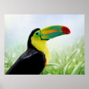 Search for toucan posters Black