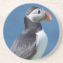 Search for puffin coasters Auk