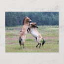 Search for fighting photography Nature