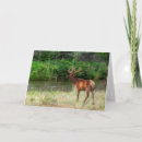 Search for bison cards Bull
