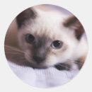 Search for cat with blue eyes stickers Kittens