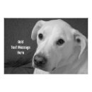 Search for black and white dog posters Labrador retriever