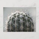 Search for cactus postcards Desert