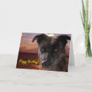 Search for shepherds photography Pet