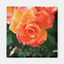 Search for petal magnets Photography