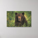 Search for mammal canvas prints Bear