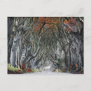 Search for hedge postcards Dark hedges
