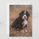 Search for bernese mountain dog cards Puppy