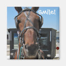 Search for amish magnets Horse