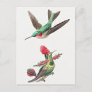 Search for illustrations postcards Bird